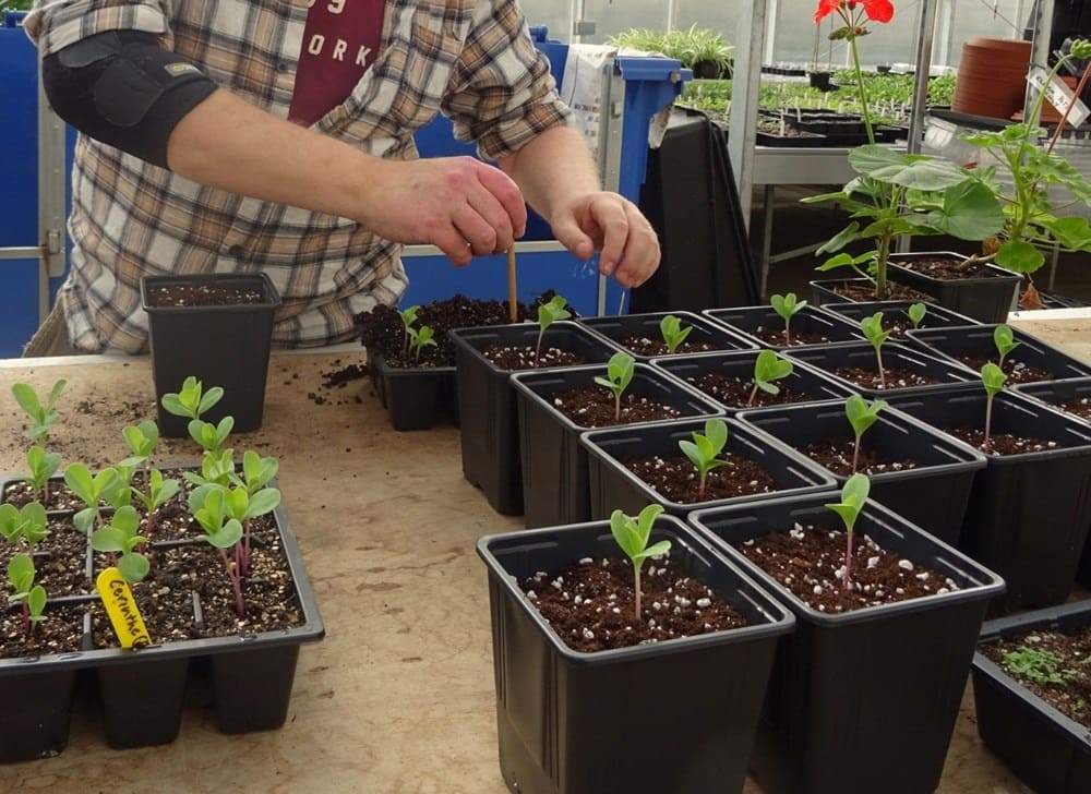 Mulching Agriculture